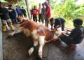 Kurban di Ponpes Al Ubaidah Jadi Pesan Indahnya Berbagi