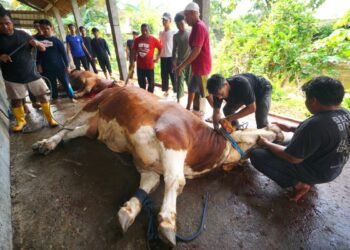 Kurban di Ponpes Al Ubaidah Jadi Pesan Indahnya Berbagi