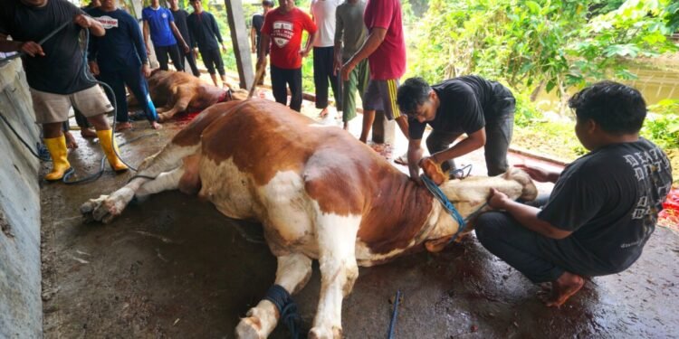 Kurban di Ponpes Al Ubaidah Jadi Pesan Indahnya Berbagi